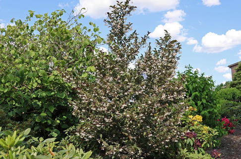 Japanischer Storaxbaum 'Evening Light' - Styrax japonica 'Evening Light'
