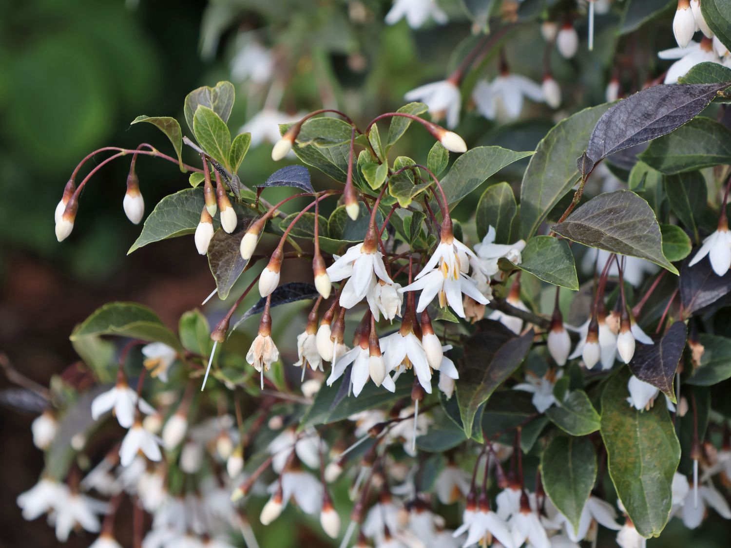 Japanischer Storaxbaum 'Evening Light' - Styrax japonica 'Evening Light'