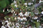 Japanischer Storaxbaum 'Evening Light' - Styrax japonica 'Evening Light'