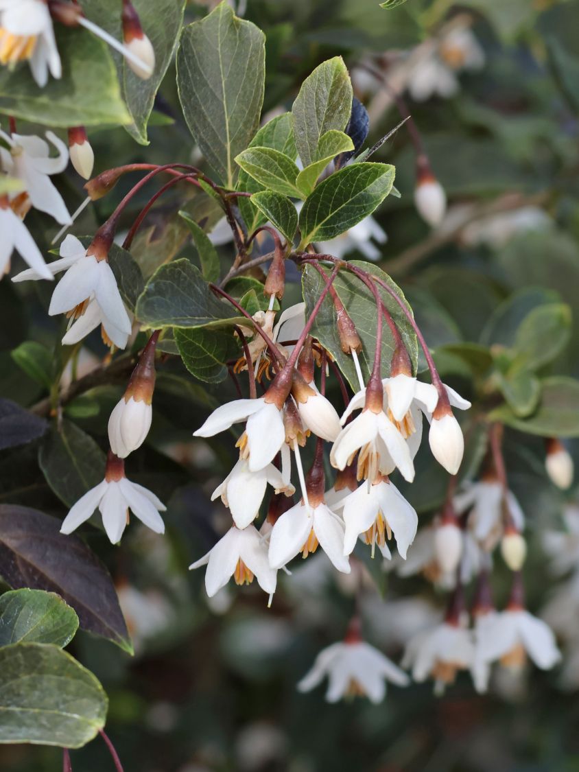 Japanischer Storaxbaum 'Evening Light' - Styrax japonica 'Evening Light'