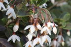 Japanischer Storaxbaum 'Evening Light' - Styrax japonica 'Evening Light'