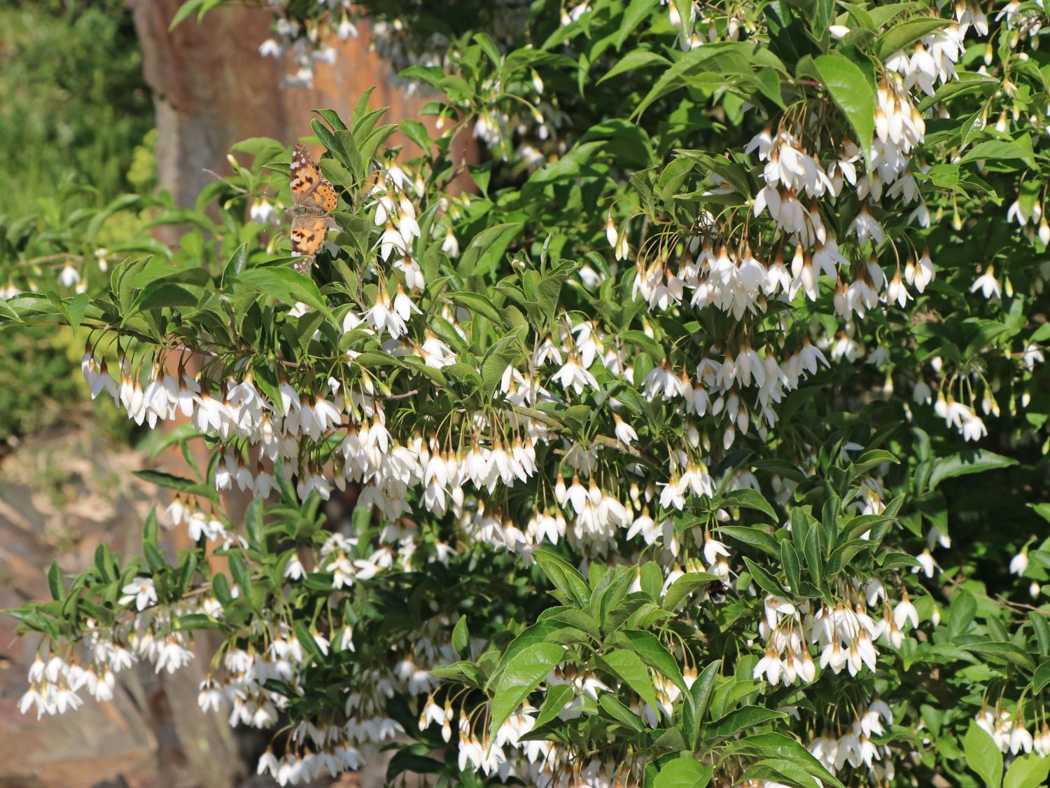 Japanischer Storaxbaum / Japanischer Schneeglöckchenbaum - Styrax japonica