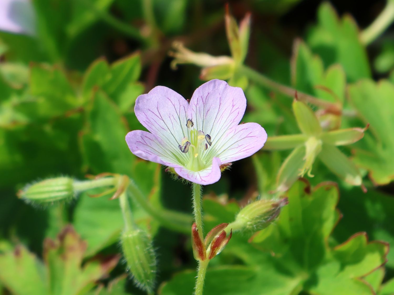 Japanischer Storchschnabel 'Confetti'