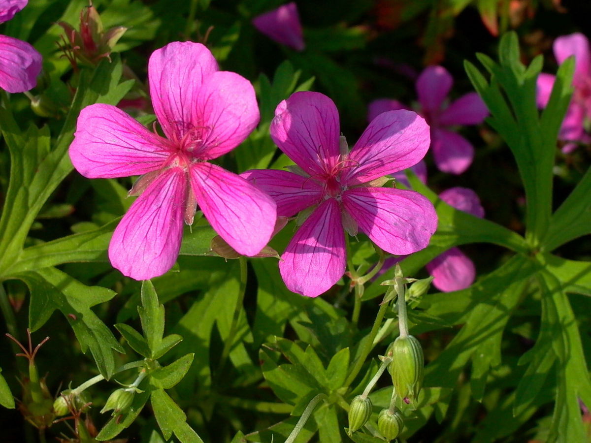 Japanischer Storchschnabel