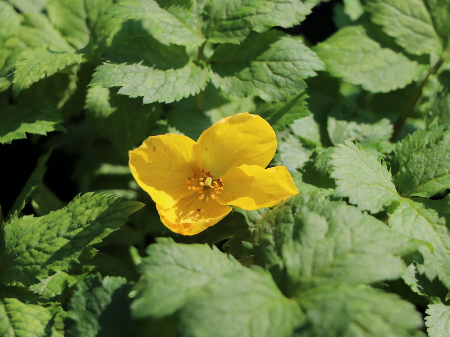 Japanischer Waldmohn