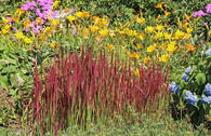 Japanisches Blutgras 'Red Baron'