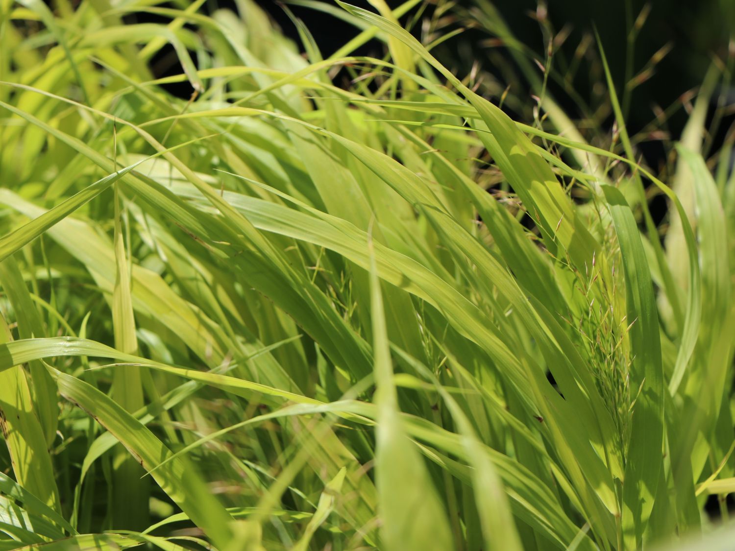 Japanisches Goldberggras 'All Gold' - Hakonechloa macra 'All Gold'