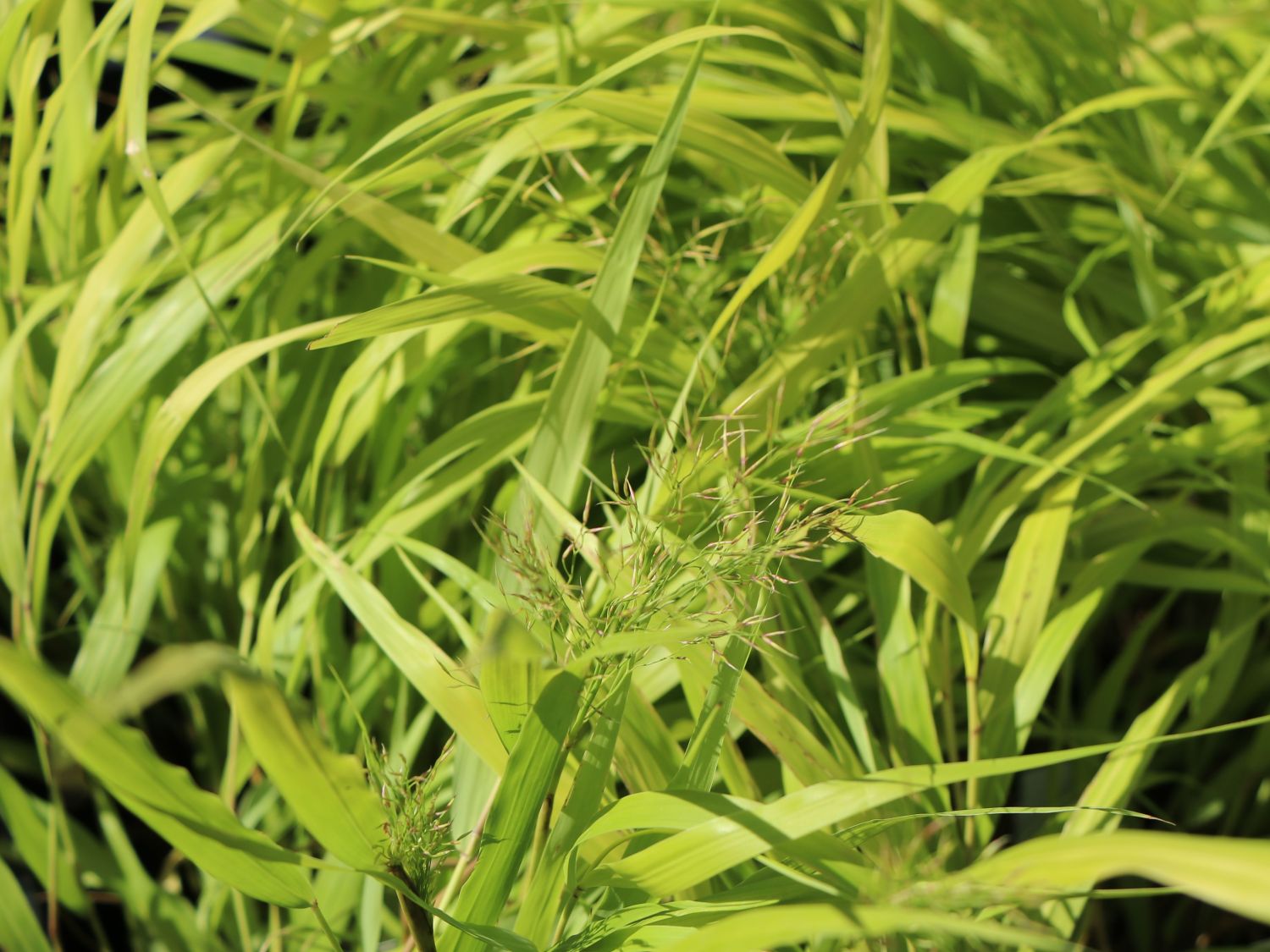 Japanisches Goldberggras 'All Gold' - Hakonechloa macra 'All Gold'