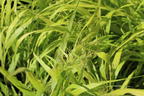 Japanisches Goldberggras 'All Gold' - Hakonechloa macra 'All Gold'