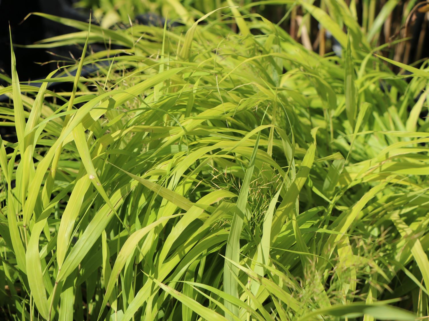 Japanisches Goldberggras 'All Gold' - Hakonechloa macra 'All Gold'