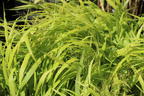 Japanisches Goldberggras 'All Gold' - Hakonechloa macra 'All Gold'