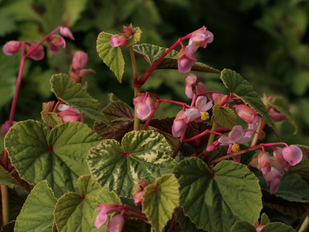 Schiefblattgewächse (Begoniaceae)