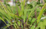 Japanisches Waldgras 'Beni Kaze'