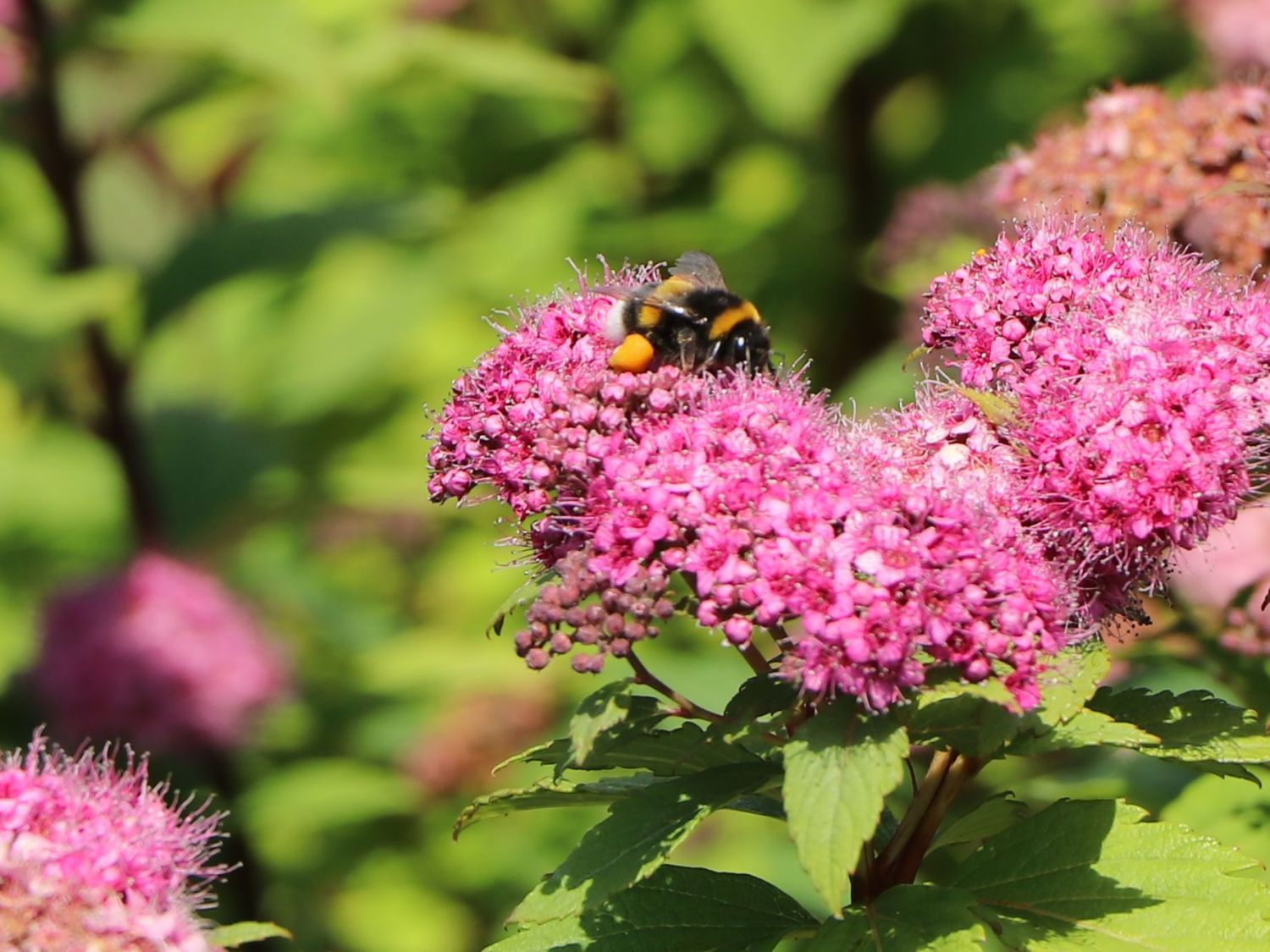 Japanspiere PROVEN WINNERS ® Double Play ® 'Artisan' / 'Artist' - Spiraea japonica PROVEN WINNERS ® Double Play ® 'Artisan' / 'Artist'