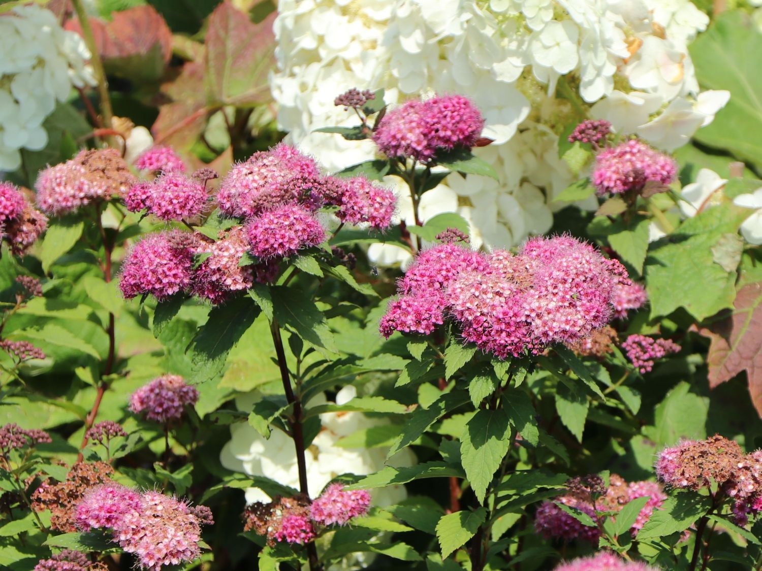 Japanspiere PROVEN WINNERS ® Double Play ® 'Artisan' / 'Artist' - Spiraea japonica PROVEN WINNERS ® Double Play ® 'Artisan' / 'Artist'