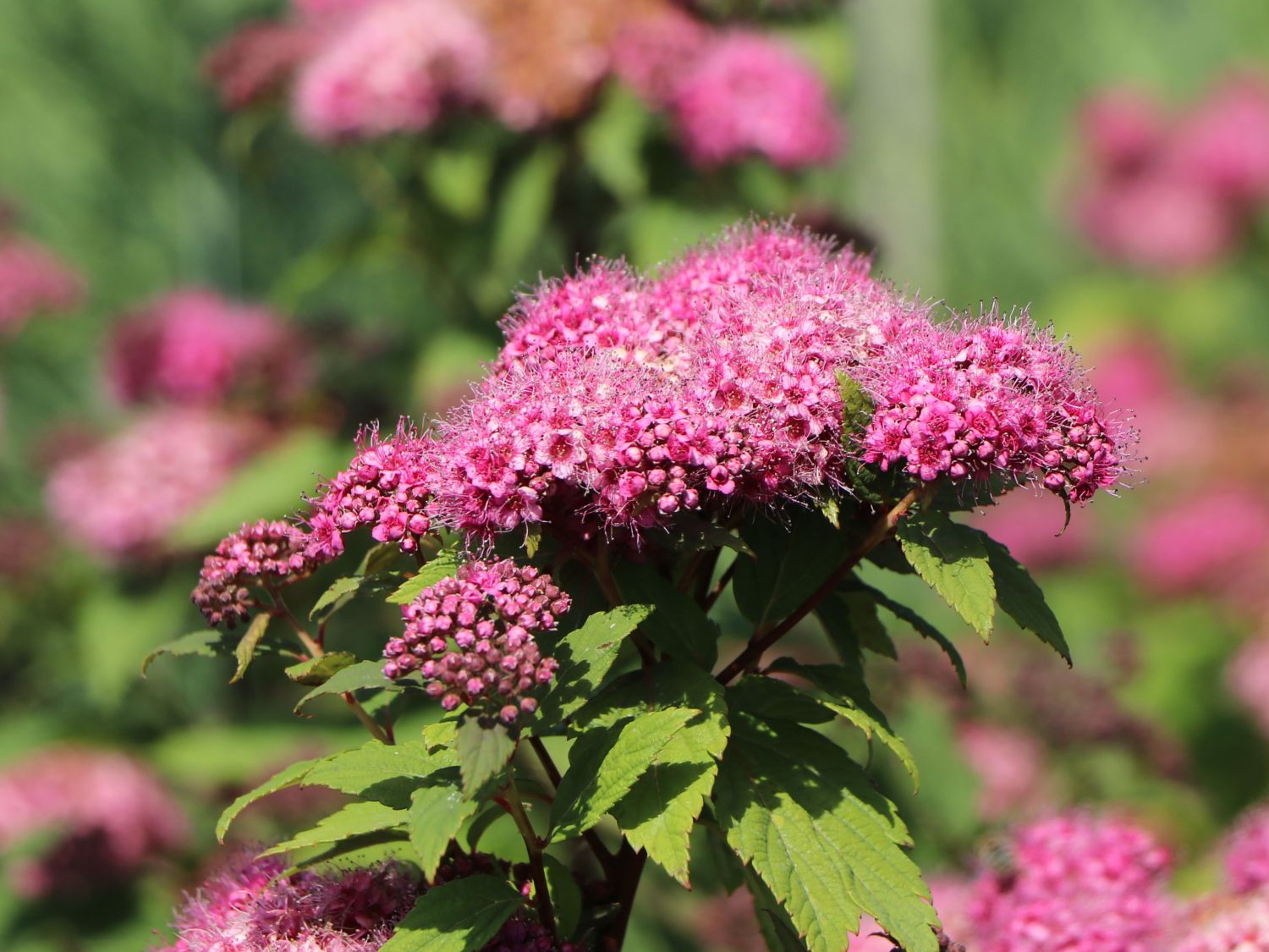 Japanspiere PROVEN WINNERS ® Double Play ® 'Artisan' / 'Artist' - Spiraea japonica PROVEN WINNERS ® Double Play ® 'Artisan' / 'Artist'