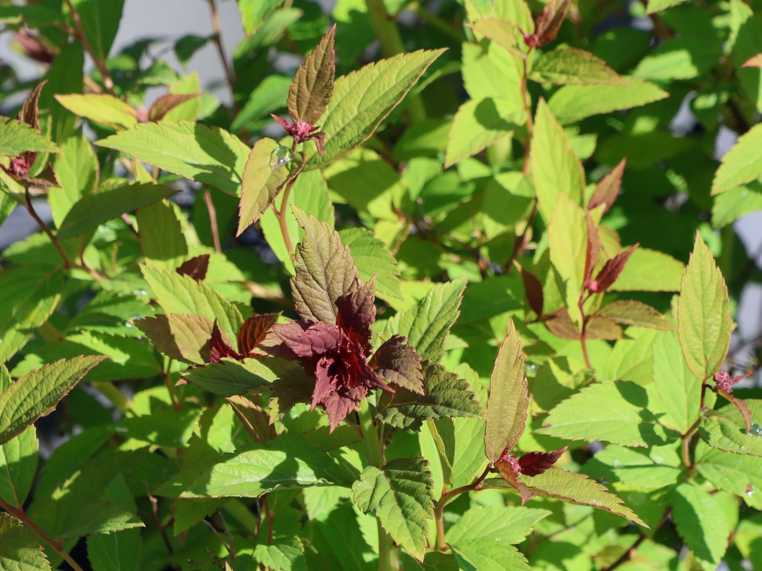 Japanspiere PROVEN WINNERS ® Double Play ® 'Artisan' / 'Artist' - Spiraea japonica PROVEN WINNERS ® Double Play ® 'Artisan' / 'Artist'