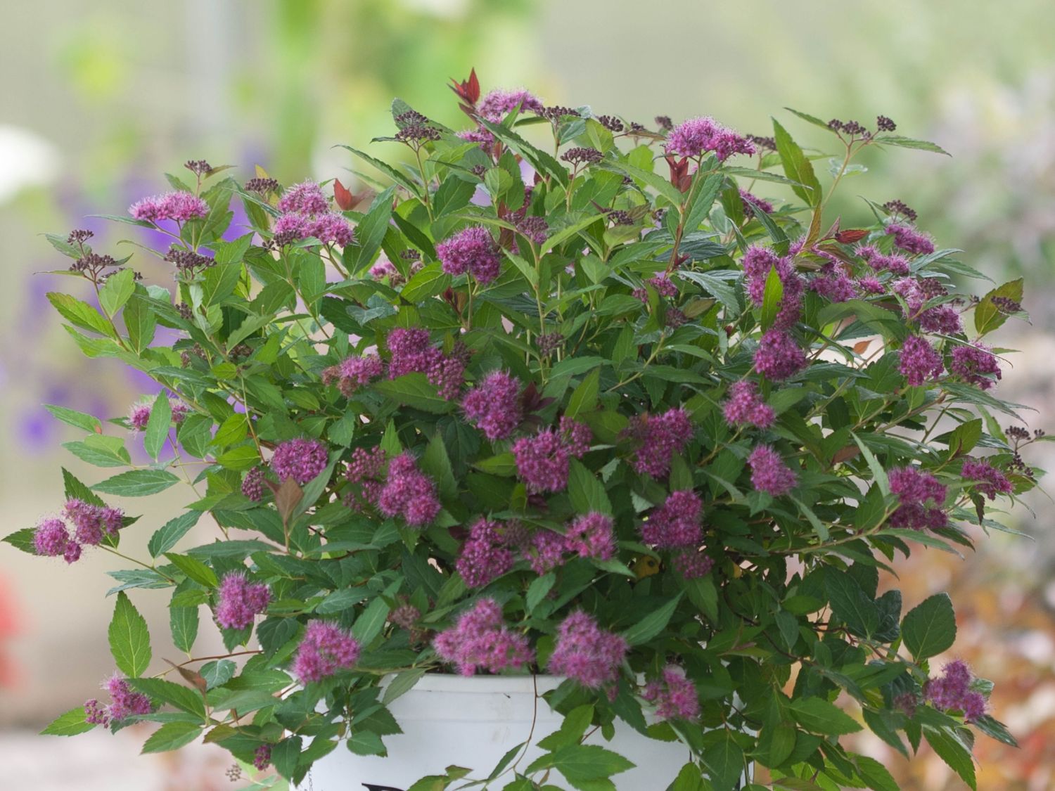 Japanspiere PROVEN WINNERS ® Double Play ® 'Artisan' / 'Artist'