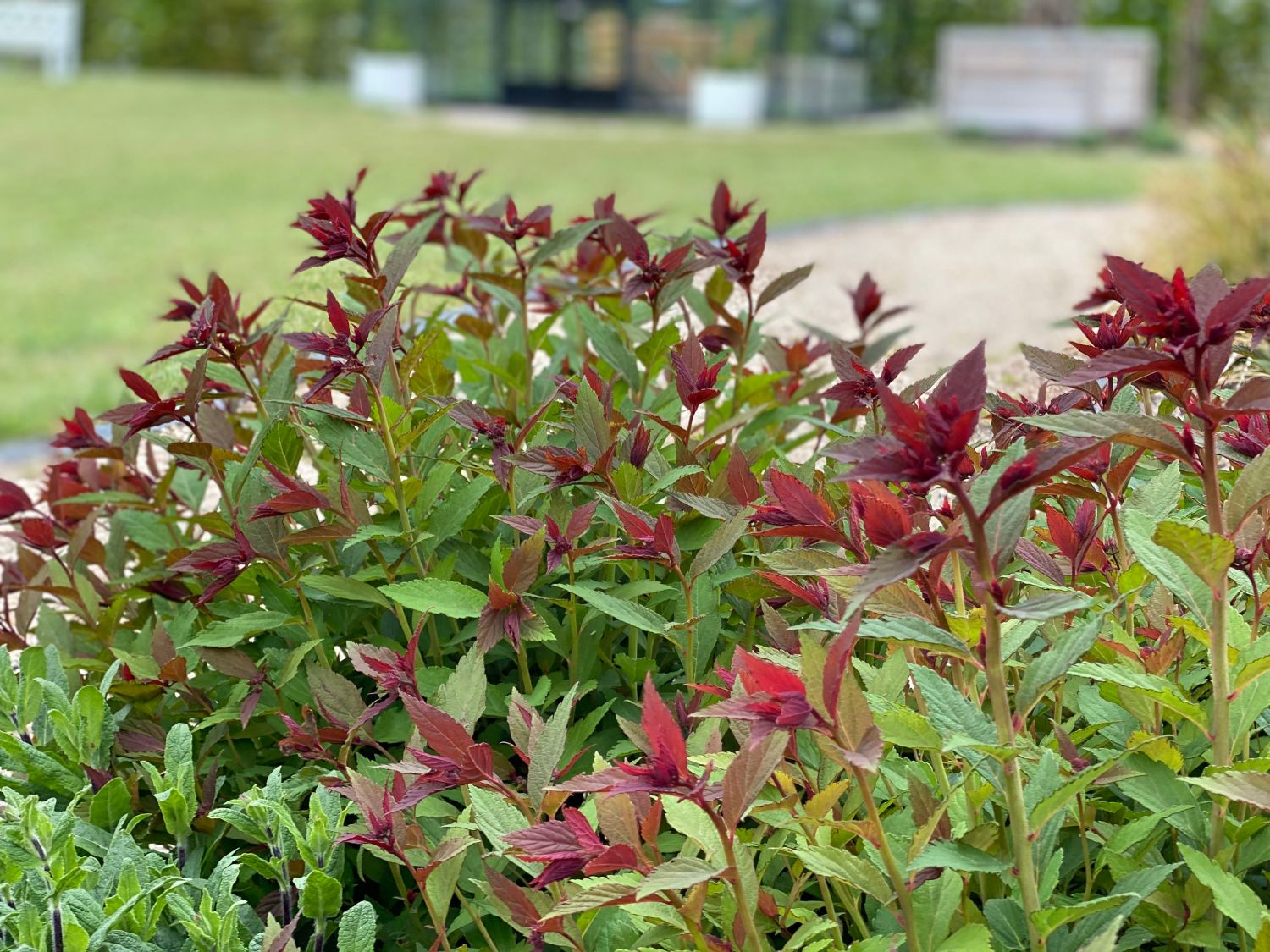 Japanspiere PROVEN WINNERS ® Double Play ® 'Artisan' / 'Artist' - Spiraea japonica PROVEN WINNERS ® Double Play ® 'Artisan' / 'Artist'