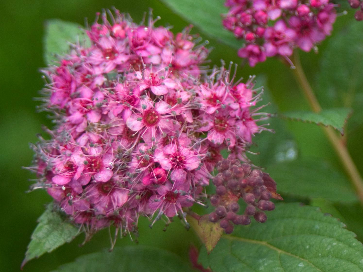 Japanspiere PROVEN WINNERS ® Double Play ® 'Artisan' / 'Artist' - Spiraea japonica PROVEN WINNERS ® Double Play ® 'Artisan' / 'Artist'