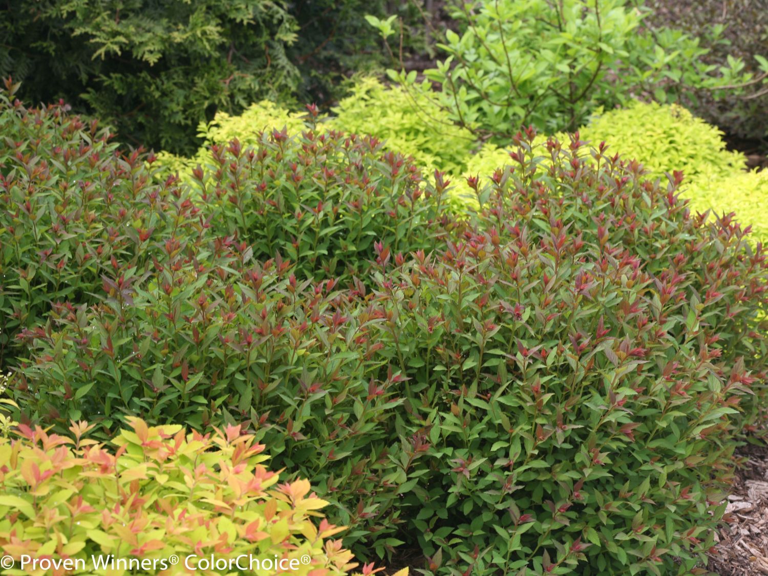 Japanspiere PROVEN WINNERS ® Double Play ® 'Artisan' / 'Artist' - Spiraea japonica PROVEN WINNERS ® Double Play ® 'Artisan' / 'Artist'