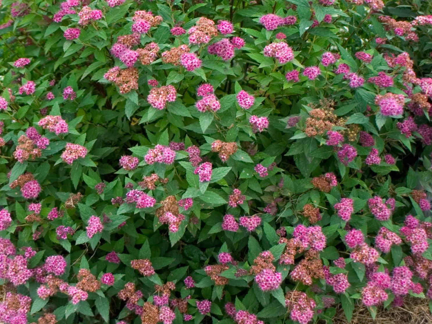Japanspiere PROVEN WINNERS ® Double Play ® 'Artisan' / 'Artist' - Spiraea japonica PROVEN WINNERS ® Double Play ® 'Artisan' / 'Artist'