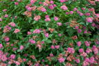 Japanspiere PROVEN WINNERS ® Double Play ® 'Artisan' / 'Artist' - Spiraea japonica PROVEN WINNERS ® Double Play ® 'Artisan' / 'Artist'