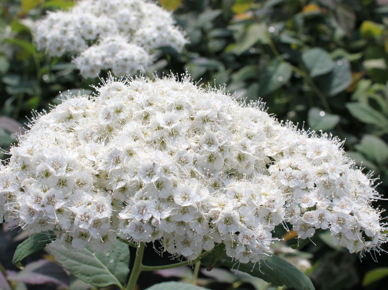 Japanspiere PROVEN WINNERS ® Double Play ® 'Blue Kazoo' - Spiraea japonica PROVEN WINNERS ® Double Play ® 'Blue Kazoo'