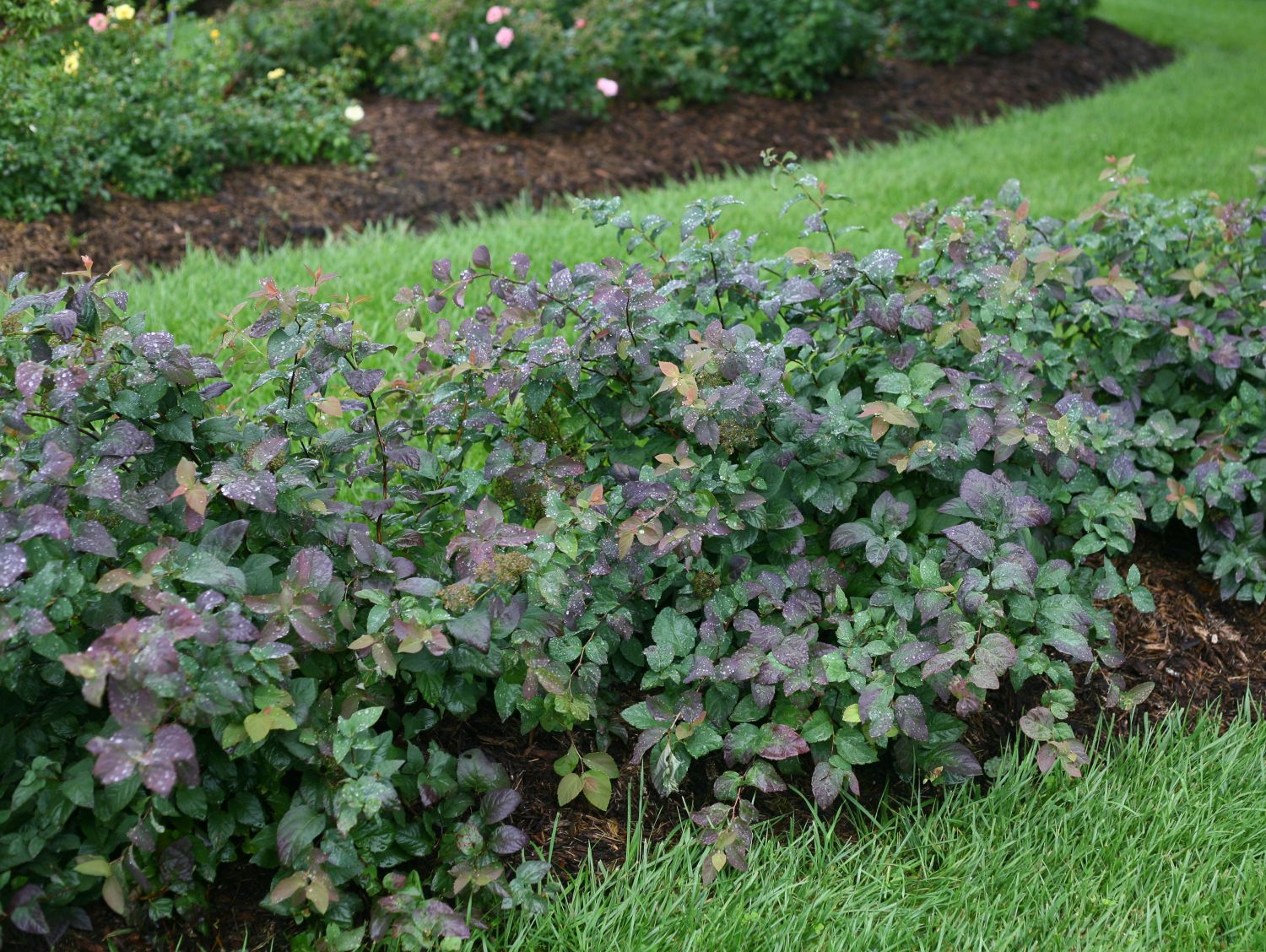 Japanspiere PROVEN WINNERS ® Double Play ® 'Blue Kazoo' - Spiraea japonica PROVEN WINNERS ® Double Play ® 'Blue Kazoo'