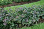 Japanspiere PROVEN WINNERS ® Double Play ® 'Blue Kazoo' - Spiraea japonica PROVEN WINNERS ® Double Play ® 'Blue Kazoo'