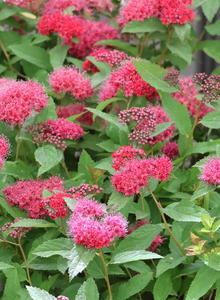 Japanspiere PROVEN WINNERS ® Double Play ® 'Doozie' ®