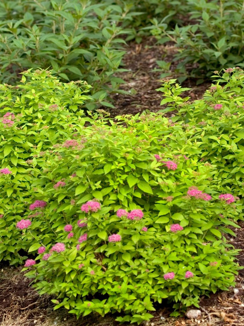 Japanspiere PROVEN WINNERS ® Double Play ® 'Gold' - Spiraea japonica PROVEN WINNERS ® Double Play ® 'Gold'