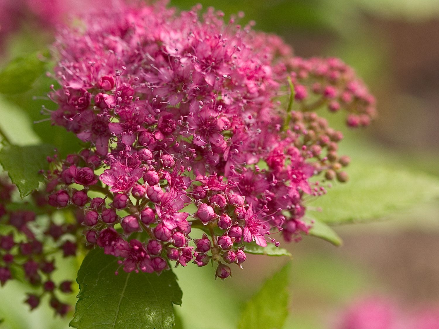 Japanspiere PROVEN WINNERS ® Double Play ® 'Gold' - Spiraea japonica PROVEN WINNERS ® Double Play ® 'Gold'