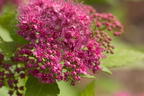 Japanspiere PROVEN WINNERS ® Double Play ® 'Gold' - Spiraea japonica PROVEN WINNERS ® Double Play ® 'Gold'