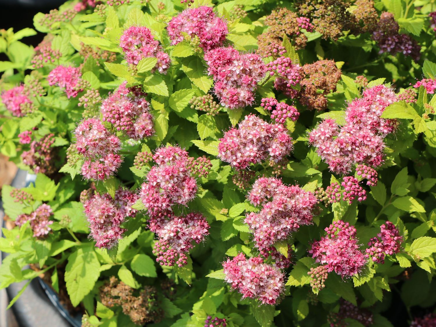 Japanspiere PROVEN WINNERS ® Double Play ® 'Gold' - Spiraea japonica PROVEN WINNERS ® Double Play ® 'Gold'