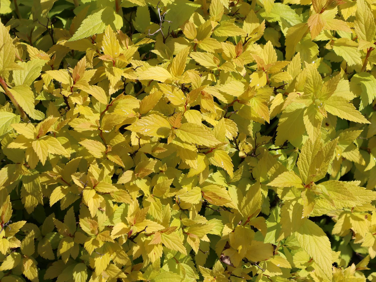 Japanspiere PROVEN WINNERS ® Double Play ® 'Gold' - Spiraea japonica PROVEN WINNERS ® Double Play ® 'Gold'