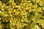 Japanspiere PROVEN WINNERS ® Double Play ® 'Gold' - Spiraea japonica PROVEN WINNERS ® Double Play ® 'Gold'