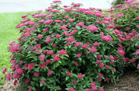 Japanspiere PROVEN WINNERS ® Double Play ® 'Red - Spiraea japonica PROVEN WINNERS ® Double Play ® 'Red'