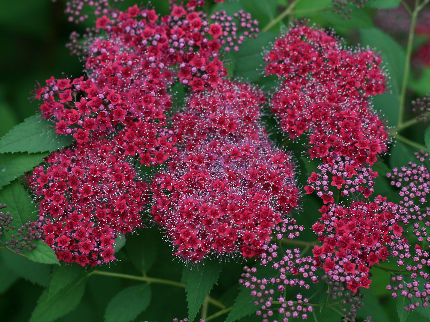 Japanspiere PROVEN WINNERS ® Double Play ® 'Red - Spiraea japonica PROVEN WINNERS ® Double Play ® 'Red'