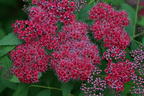Japanspiere PROVEN WINNERS ® Double Play ® 'Red - Spiraea japonica PROVEN WINNERS ® Double Play ® 'Red'