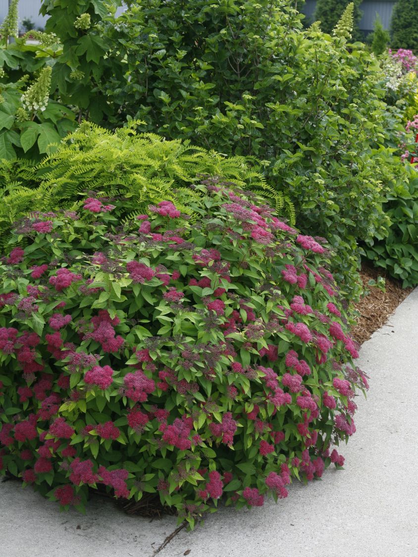 Japanspiere PROVEN WINNERS ® Double Play ® 'Red - Spiraea japonica PROVEN WINNERS ® Double Play ® 'Red'