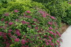Japanspiere PROVEN WINNERS ® Double Play ® 'Red - Spiraea japonica PROVEN WINNERS ® Double Play ® 'Red'