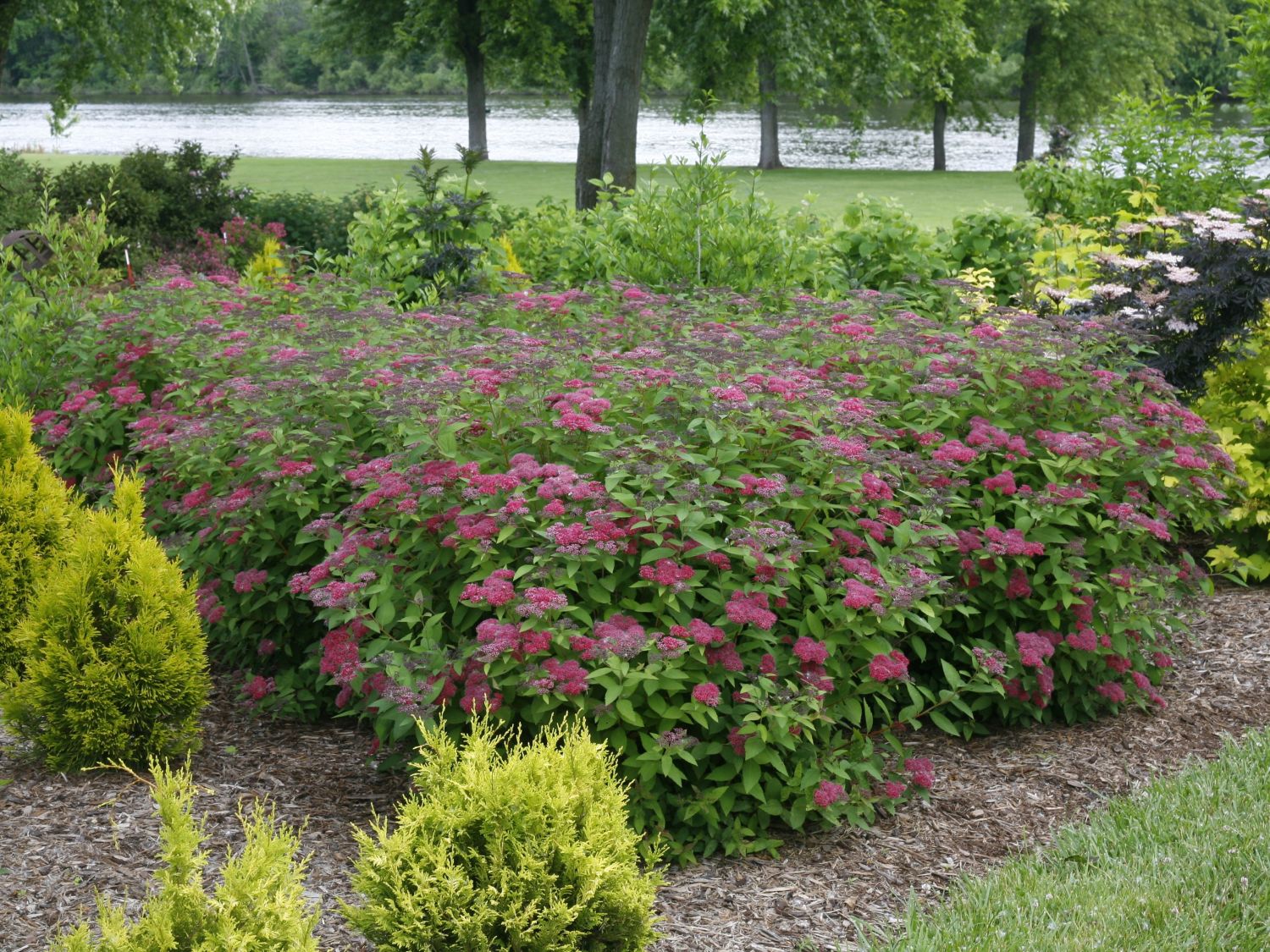 Japanspiere PROVEN WINNERS ® Double Play ® 'Red - Spiraea japonica PROVEN WINNERS ® Double Play ® 'Red'