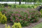 Japanspiere PROVEN WINNERS ® Double Play ® 'Red - Spiraea japonica PROVEN WINNERS ® Double Play ® 'Red'