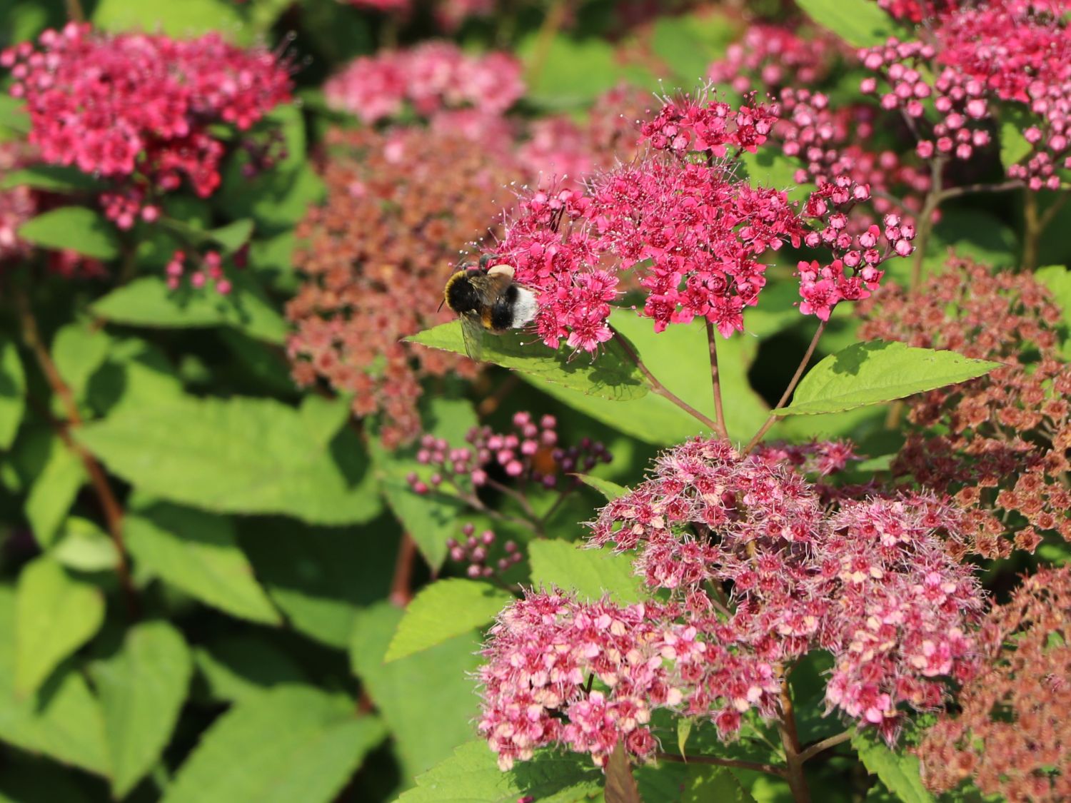 Japanspiere PROVEN WINNERS ® Double Play ® 'Red - Spiraea japonica PROVEN WINNERS ® Double Play ® 'Red'