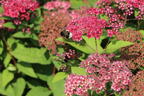 Japanspiere PROVEN WINNERS ® Double Play ® 'Red - Spiraea japonica PROVEN WINNERS ® Double Play ® 'Red'