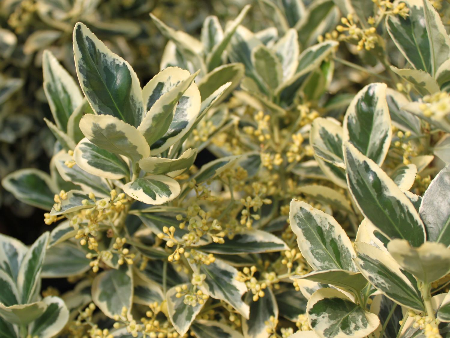 Japanspindel 'Bravo'