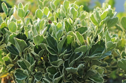 Japanspindel 'Kathy' - Euonymus japonicus 'Kathy'