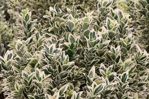 Japanspindel 'White Spire' - Euonymus japonicus 'White Spire'