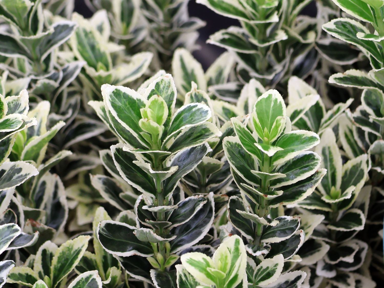 Japanspindel 'White Spire' - Euonymus japonicus 'White Spire'